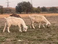 Ziege, Saanen goat — Foto 5