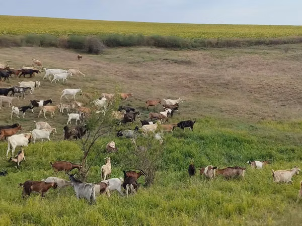母山羊, Goats