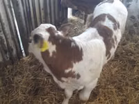 牛只（批次，未指定性别）, Simmental cattle — 照片 6