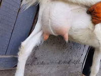 Ziege, Saanen goat — Foto 2