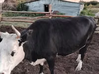 Kuh, Russian Black pied cattle — Foto 5