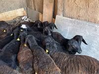 Ram, Sheep — photo 7