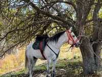 حصان, الخيول — الصورة 6