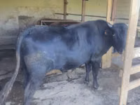 公牛, Cattle — 照片 2