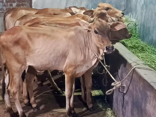 गाय, अज़रबैजान ज़ेबू