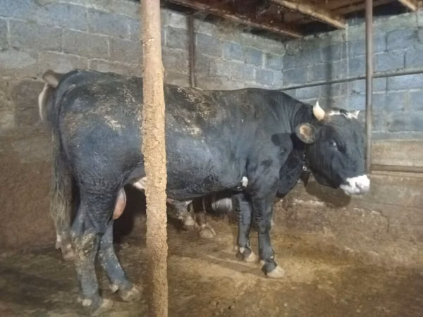 公牛, Cattle — 吉尔吉斯斯坦