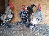 Bantam — Foto 3
