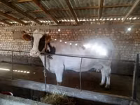 母牛, Simmental cattle — 照片 4
