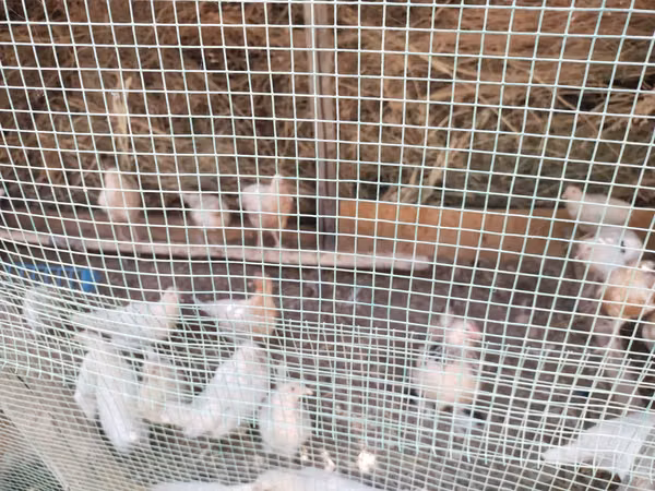 Chickens — Usbekistan