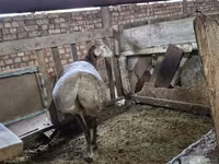 मेढ़ा, Rhon sheep — फ़ोटो 8