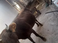 母牛, Cattle — 照片 3