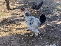 براهما — الصورة 1