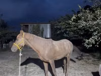 घोड़ा, Kazakh horse — फ़ोटो 4