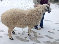 Carnero, Rhon sheep — foto 8