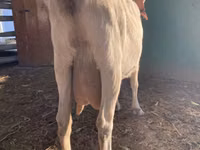 Ziege, Saanen goat — Foto 8