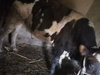 公牛, Russian Black pied cattle — 照片 3