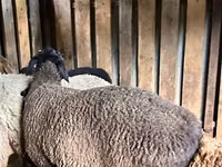 Oveja, Hissar sheep — foto 6