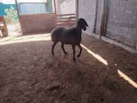 أغنام (دفعة، الجنس غير محدد), Blackheaded Persian sheep — الصورة 6