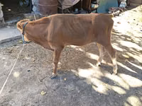 गाय, मवेशी — फ़ोटो 1