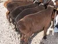 Widder, Hissar sheep — Foto 1