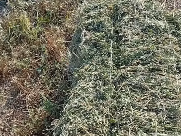 Клевер чистый 3 укос 280с 
С поля село Кок Жар 0707666811