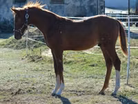 Caballo, Kisber felver — foto 8