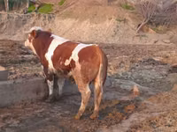 Buqa, Simmental cattle — 1-rasm