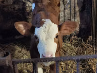 公牛, Simmental cattle — 照片 8