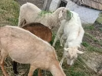 Widder, Merino sheep — Foto 1
