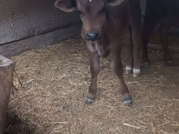 公牛, Swiss cattle — 吉尔吉斯斯坦