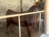 公牛, Cattle — 照片 3