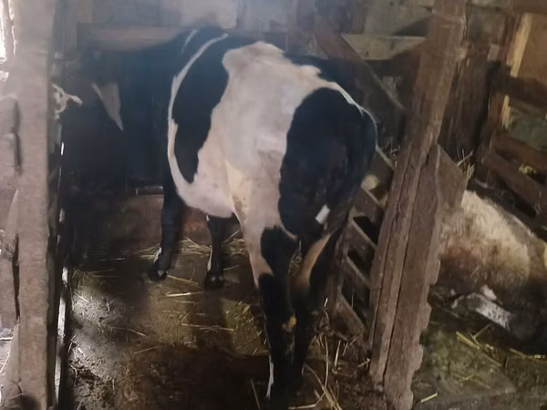 गाय, Russian Black pied cattle