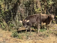 ثور, الماشية — الصورة 2