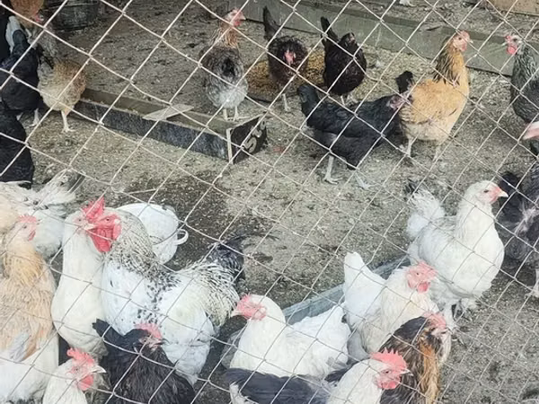 Chickens — Kirgisistan