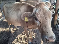 Kuh, Latvian Blue cattle — Foto 2