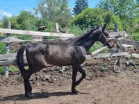 Caballo, Hungarian horse breed — foto 7