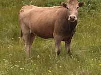 Kuh, Simmental cattle — Foto 4