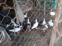Hausente — Foto 3
