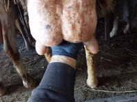 Schaf, Awassi sheep — Foto 5