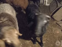Widder, Arashan sheep — Foto 1