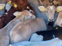 Bulle, Simmental cattle — Foto 2
