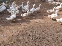 Ducks — Foto 3