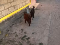 बकरा, बकरियाँ — फ़ोटो 5