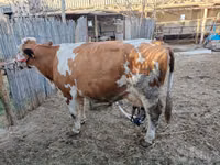 بقرة, Simmental cattle — الصورة 3