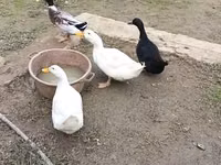 Ducks — foto 2