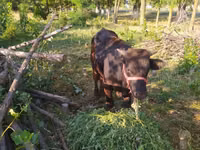 Bull, Cattle — photo 2