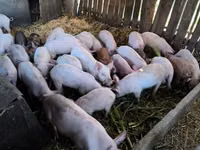 Pigs (batch, sex not specified), Pigs — photo 2