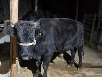 公牛, Aberdeen-Angus — 照片 1