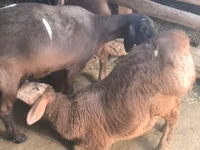 मेढ़ा, Arashan sheep — फ़ोटो 5