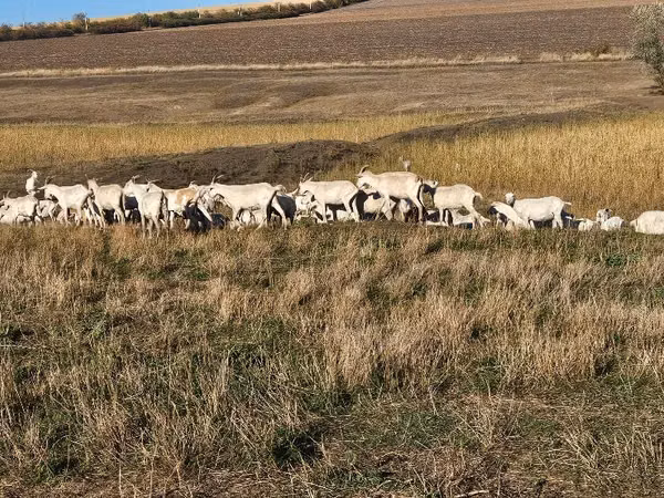 Ziege, Saanen goat